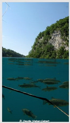 plitvice lakes - freshwater split shot by Claudia Weber-Gebert 